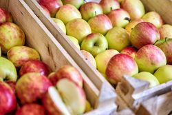 Holzkisten mit frischen Äpfeln auf dem Landfrauenmarkt.