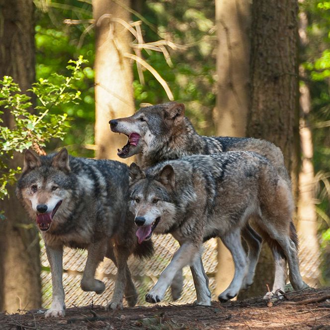 Drei Wölfe bei Sonnenschein im Wolfs- und Bärenwald des Wingster Waldzoo