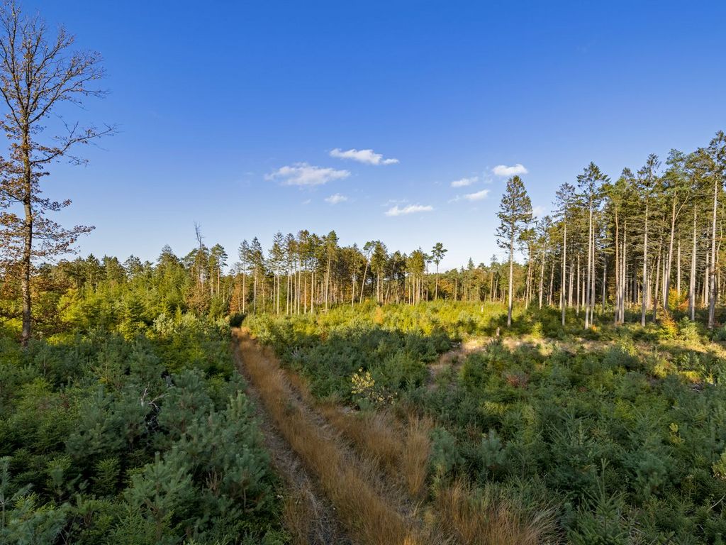 Offene Waldlandschaft mit Lichtung im Vordergrund und Wanderpfade im Vordergrund und Hohen Nadelbäumen im Hintergrund.