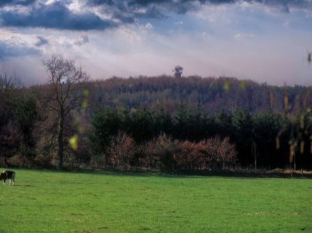 Aussicht über Wiese auf den Aussichtsturm Deutscher Olymp in Wingst