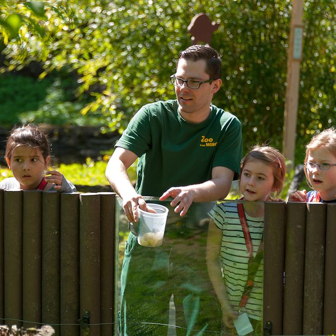 Tierfütterung im Wingster Wald-Zoo. Kinder stehen hinter dem Zaun und schauen dem Tierpfleger zu.