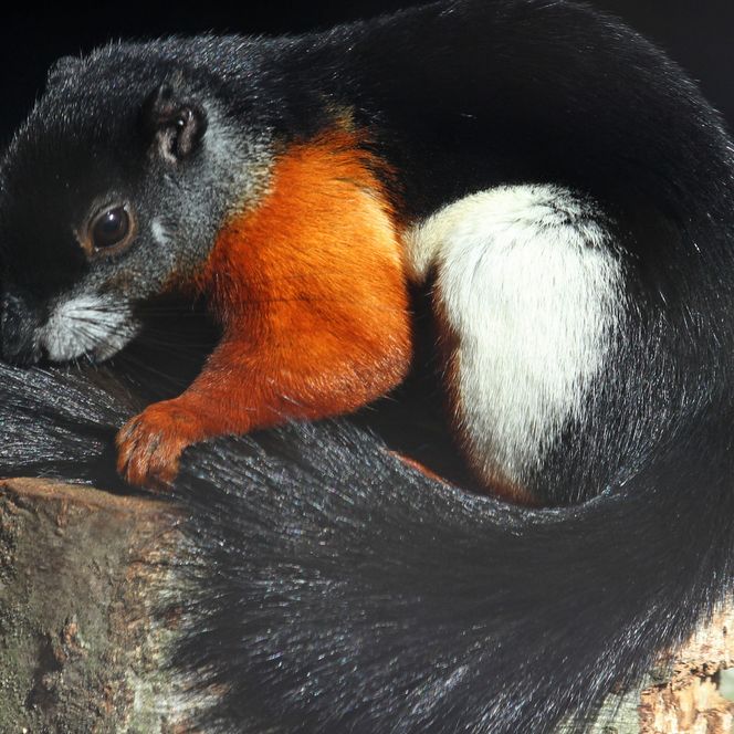 Ein schönes Schönhörnchen hält sich den Schwanz 