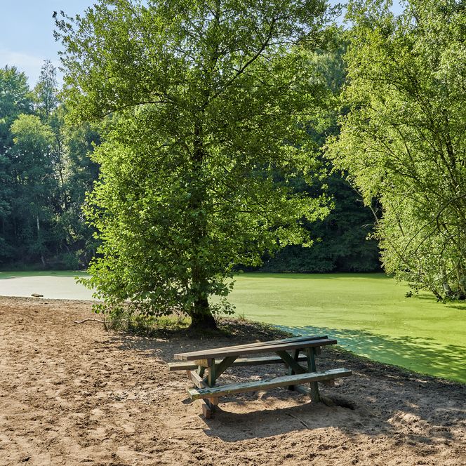 Auf einer aufgeschütteten Sandfläche steht ein Rastplatz aus Holz. Die Sandfläche grenzt an einen grün bedeckten See, der auf der anderen Seite von grünen Bäumen eingerahmt wird.