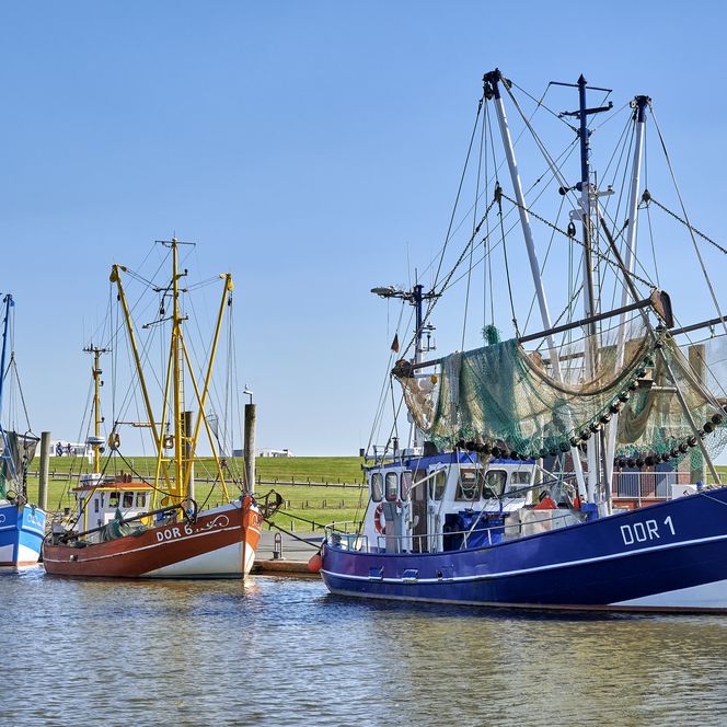 Drei Kutter liegen bei blauem Himmel im Hafen von Wremen. Im Hintergrund ist der grüne Deich zu sehen. 