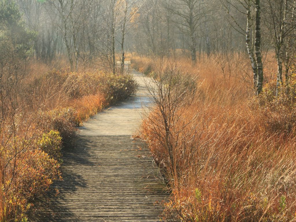 Pfad im herbstlichen Ahlenmoor