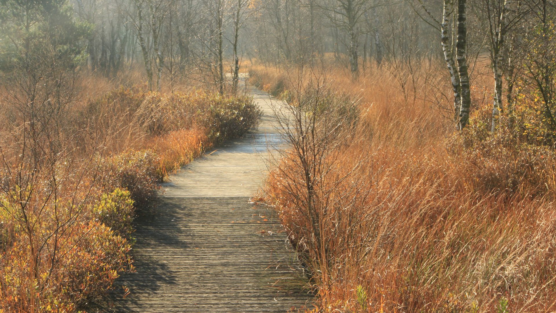 Das Ahlenmoor bei Bad Bederkesa