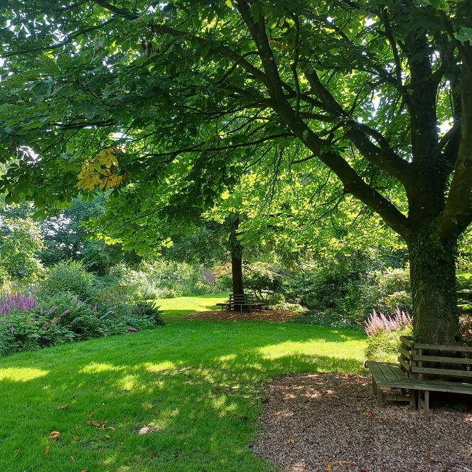 Der Moori-Garten in Odisheim im Hochsommer. Rechts ein Baum. 