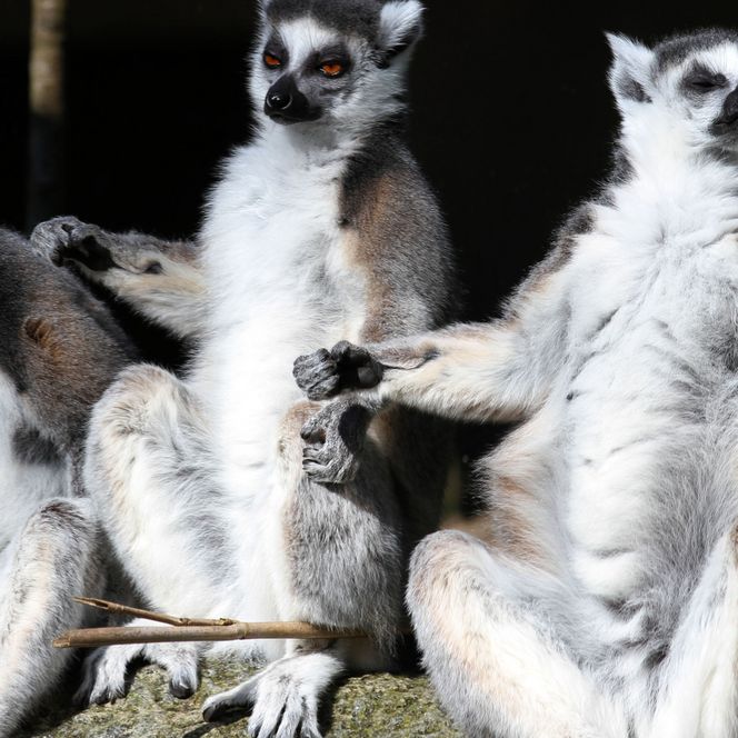 Drei Lemuren im Wingster Waldzoo