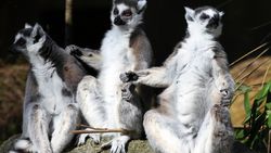 Drei Lemuren im Wingster Waldzoo