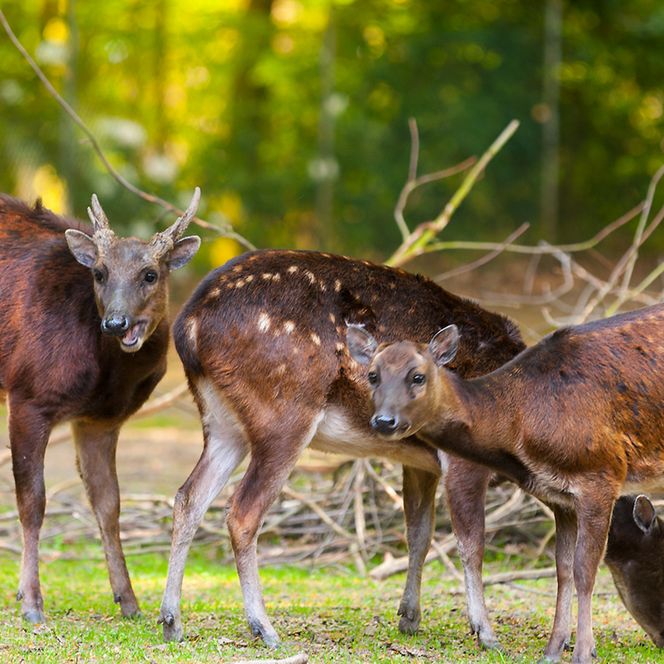 Drei Prinz-Alfred-Hirsche im Wingster Waldzoo