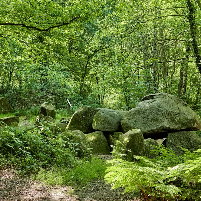 Waldlandschaft mit Felsen, die zum Teil aufeinandergestapelt sind.